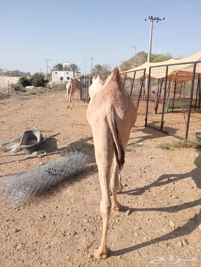 قعدان جمله بالجودة اللى تتمناها 11