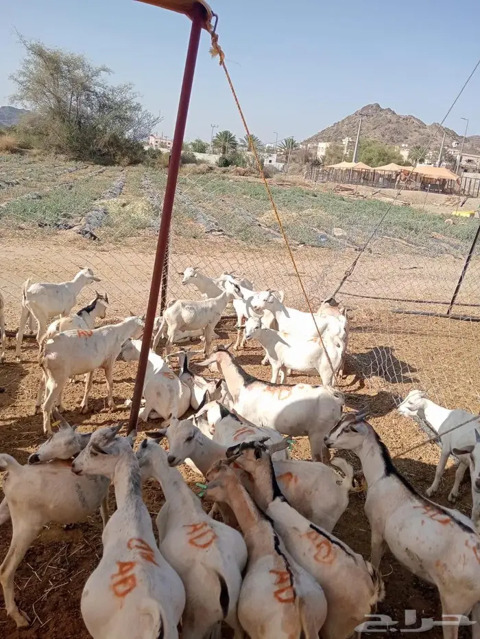 عروض تيوس وقعدان جملة خاصة للتجار في الباحه 2