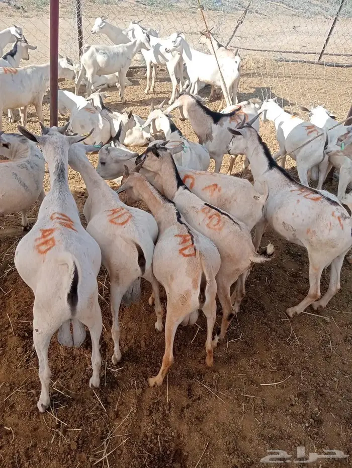 عروض تيوس وقعدان جملة خاصة للتجار في الباحه 1