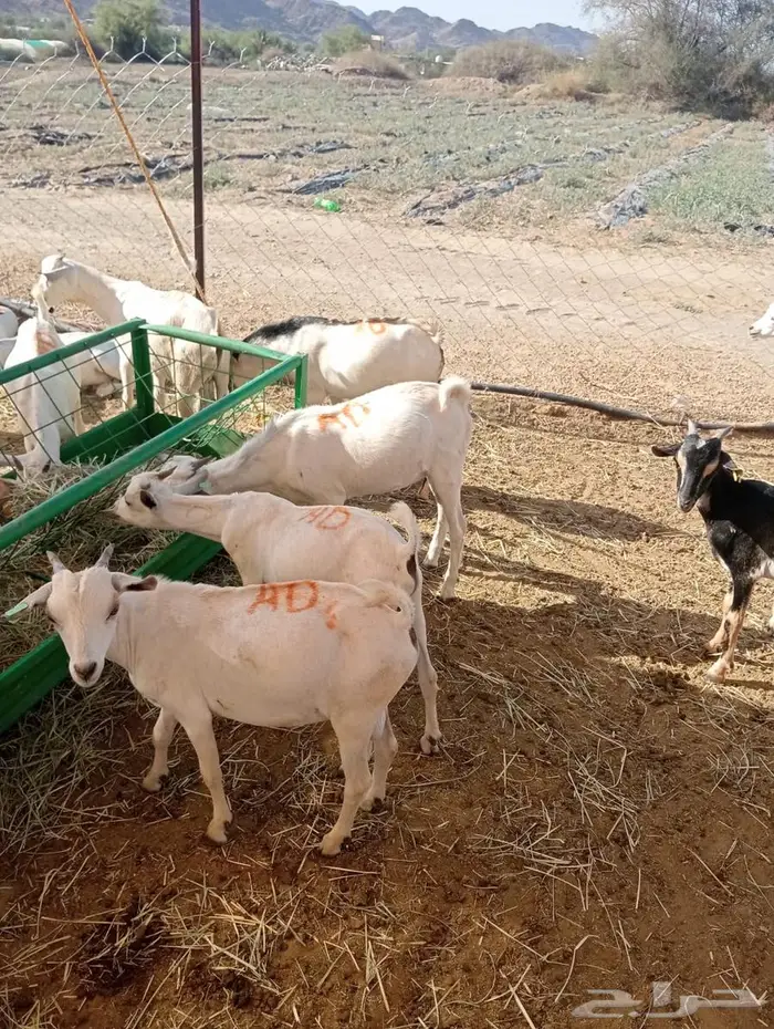 عروض تيوس وقعدان جملة خاصة للتجار في الباحه 3