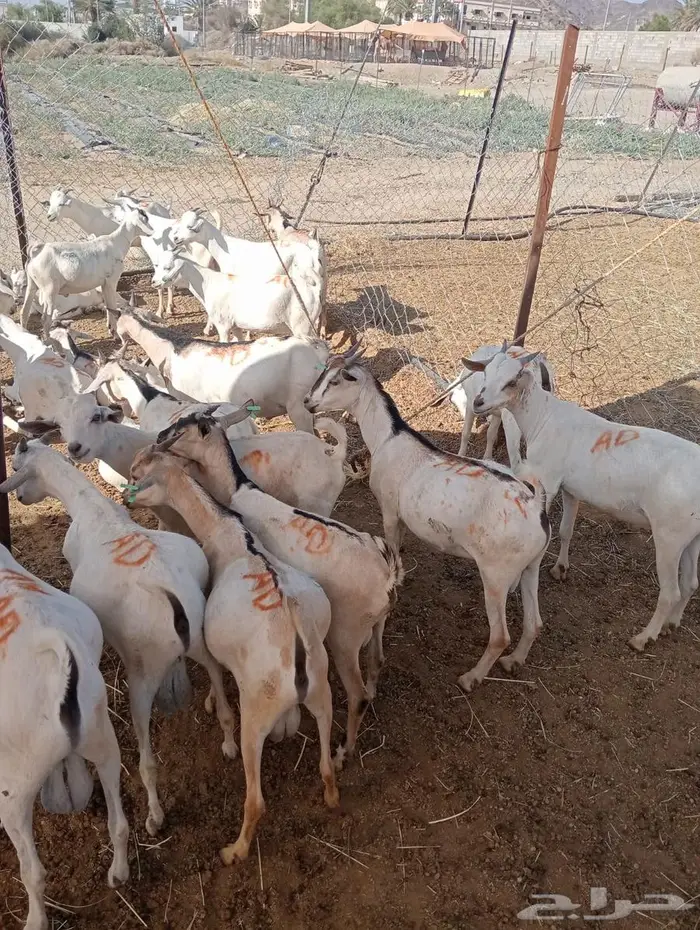 عروض تيوس وقعدان جملة خاصة للتجار في الباحه 8