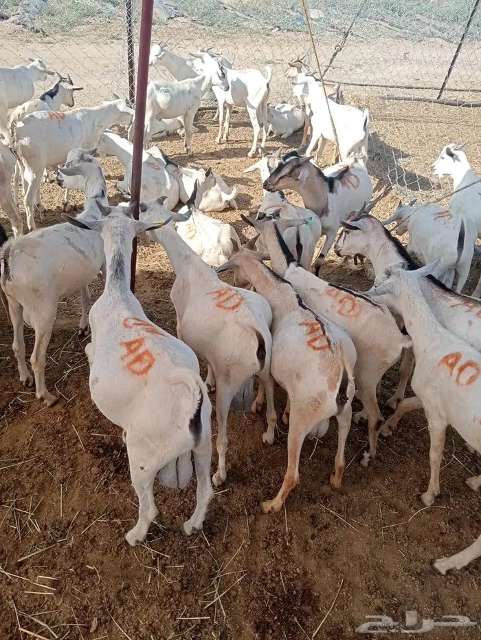 عروض تيوس وقعدان جملة خاصة للتجار في الباحه 5