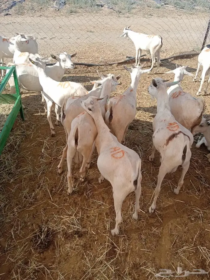 عروض تيوس وقعدان جملة خاصة للتجار في الباحه 6