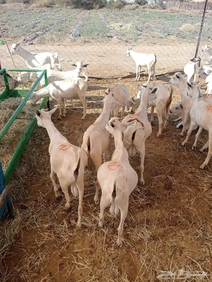 عروض تيوس وقعدان جملة خاصة للتجار في الباحه 7