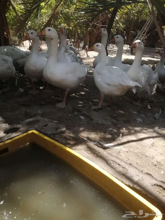 وز هجين مفتل سيباستبول 2