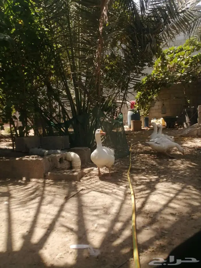 وز هجين مفتل سيباستبول 9