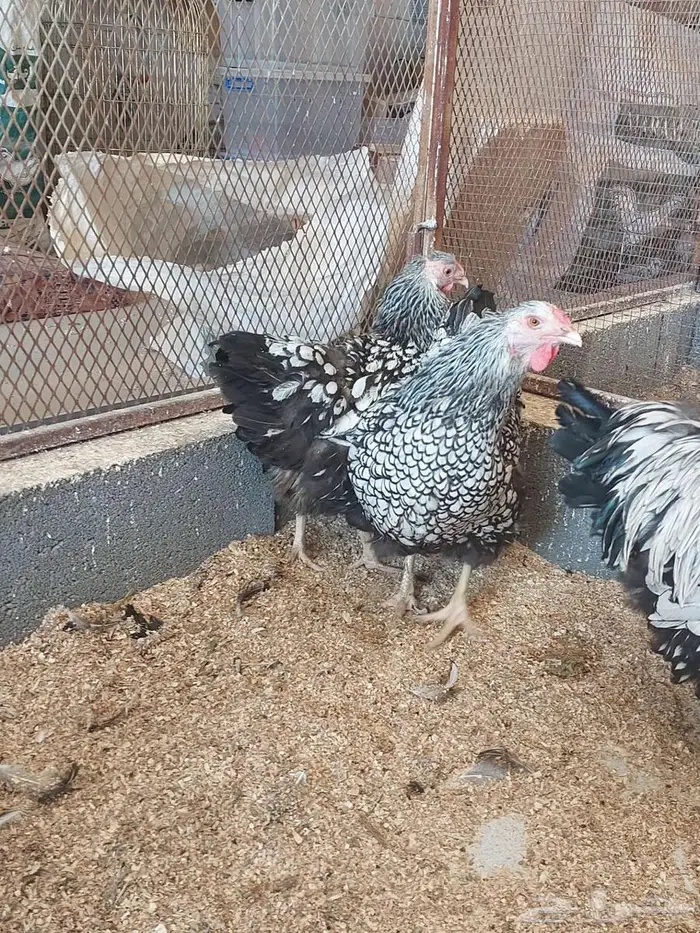 طقم دجاج وايندوت الجميلة 3