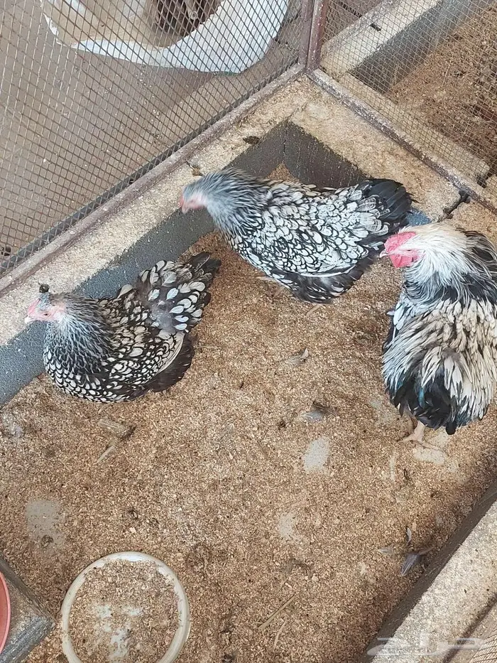 طقم دجاج وايندوت الجميلة 1