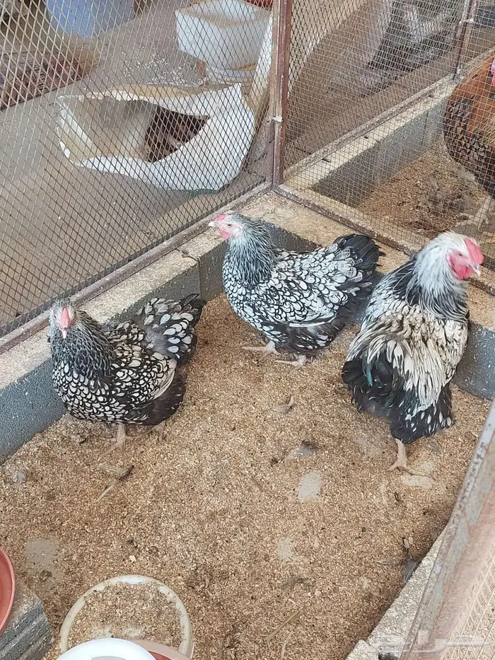 طقم دجاج وايندوت الجميلة 2