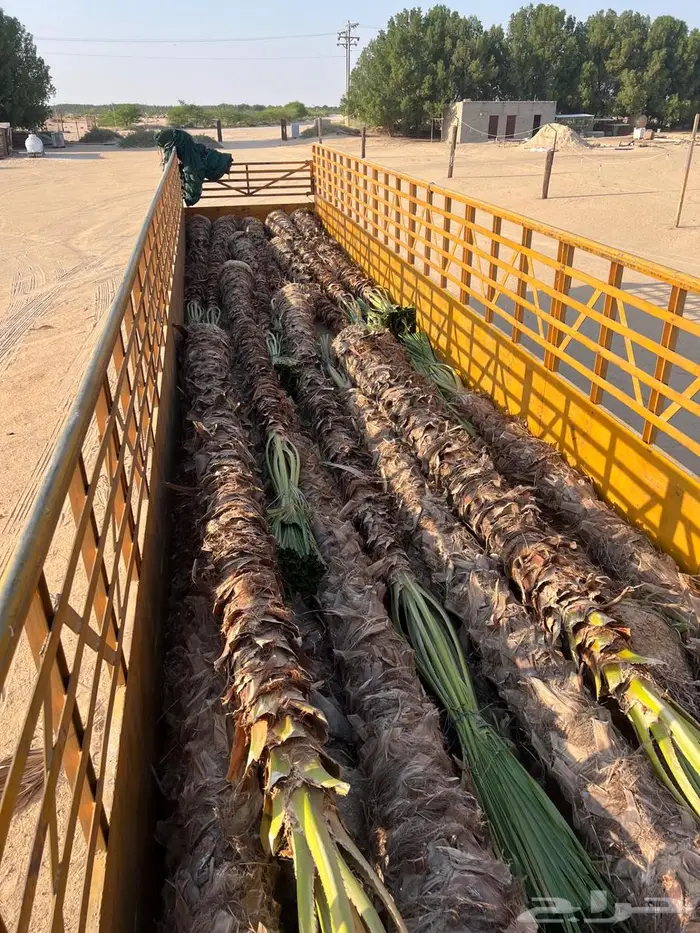 نخيل زينة 2