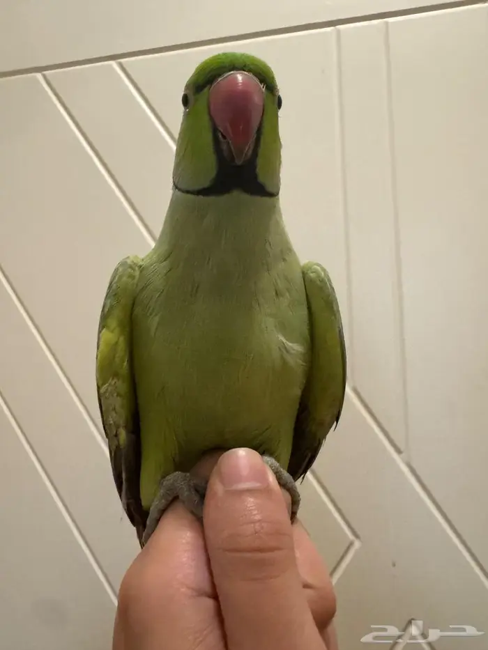 ببغاء ذكر درة مطوق 2