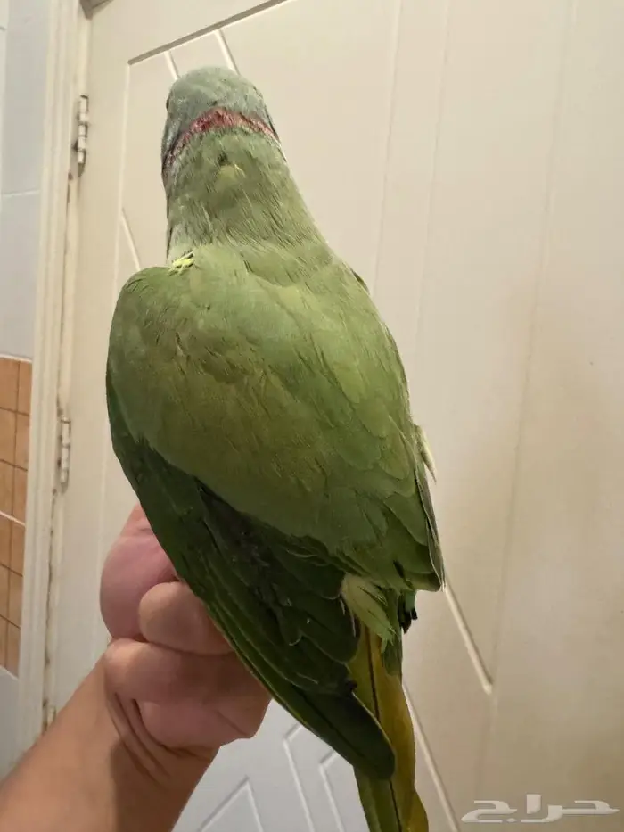 ببغاء ذكر درة مطوق 5