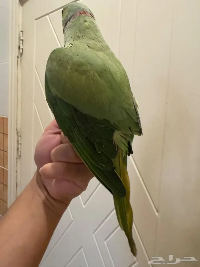 ببغاء ذكر درة مطوق 6