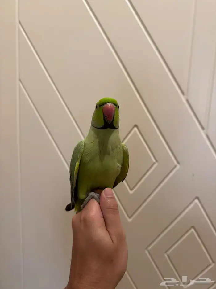 ببغاء ذكر درة مطوق 9