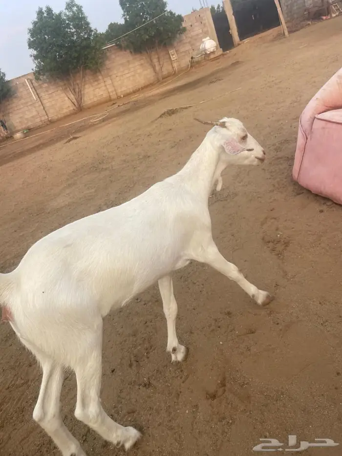 جفرة للبيع العمر 4 شهور   الجفره من ام بيشيه برصا وأب بلدي 1