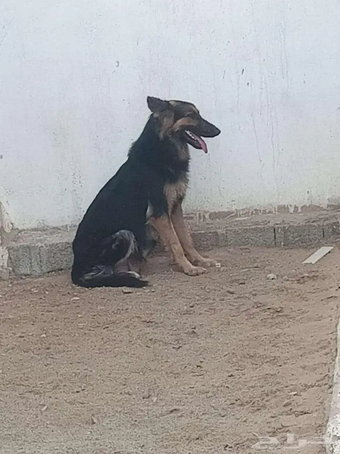 للبيع كلاب جيرمن شيبرد ورك لاين 0