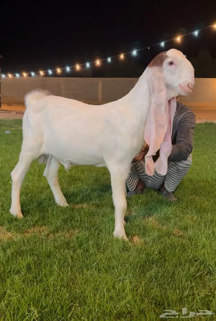 تم البيع جفر هولندي مشروع فحل ابيض 0