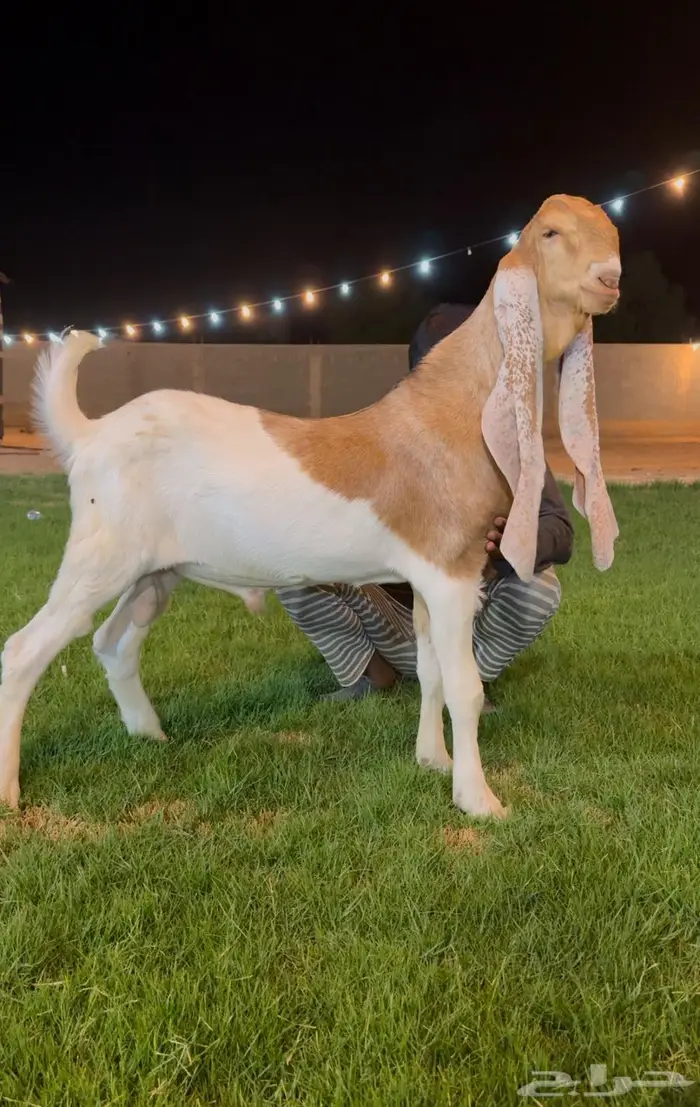 تم البيع جفر هولندي مشروع فحل لاهل الزبن 2