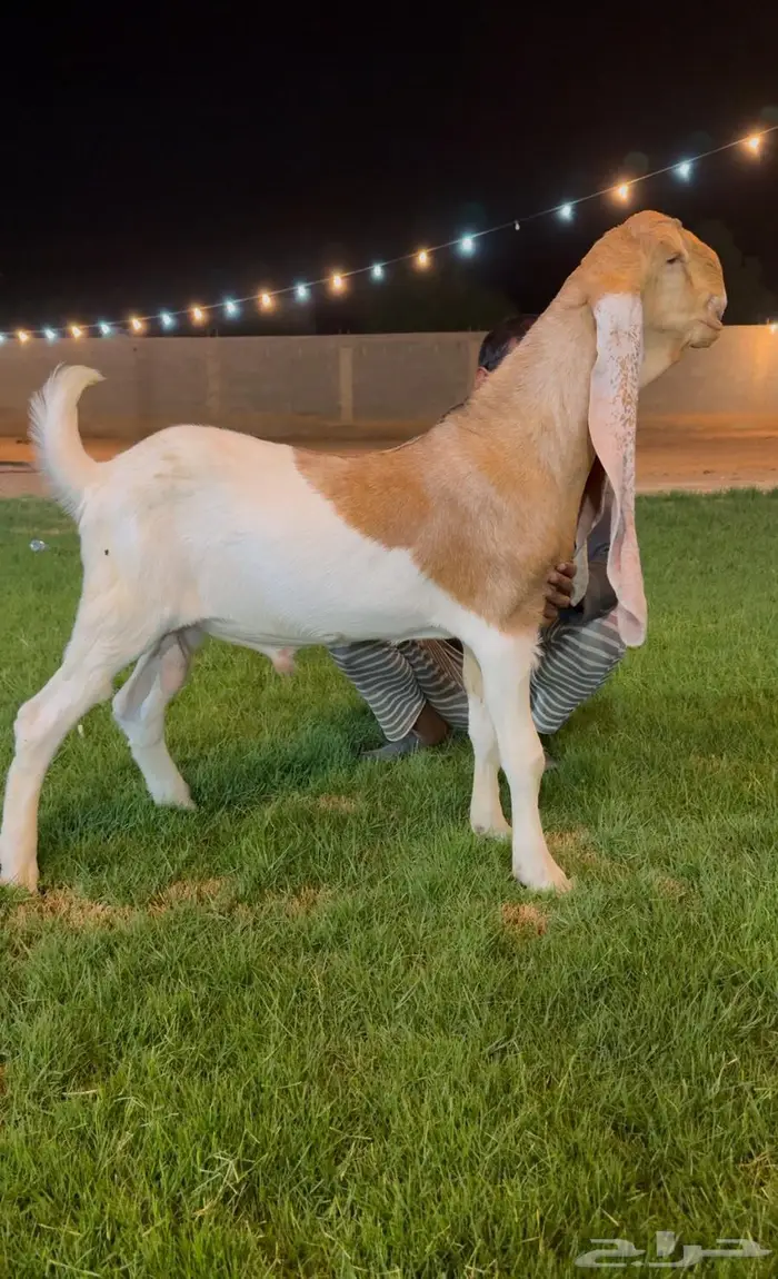 تم البيع جفر هولندي مشروع فحل لاهل الزبن 1
