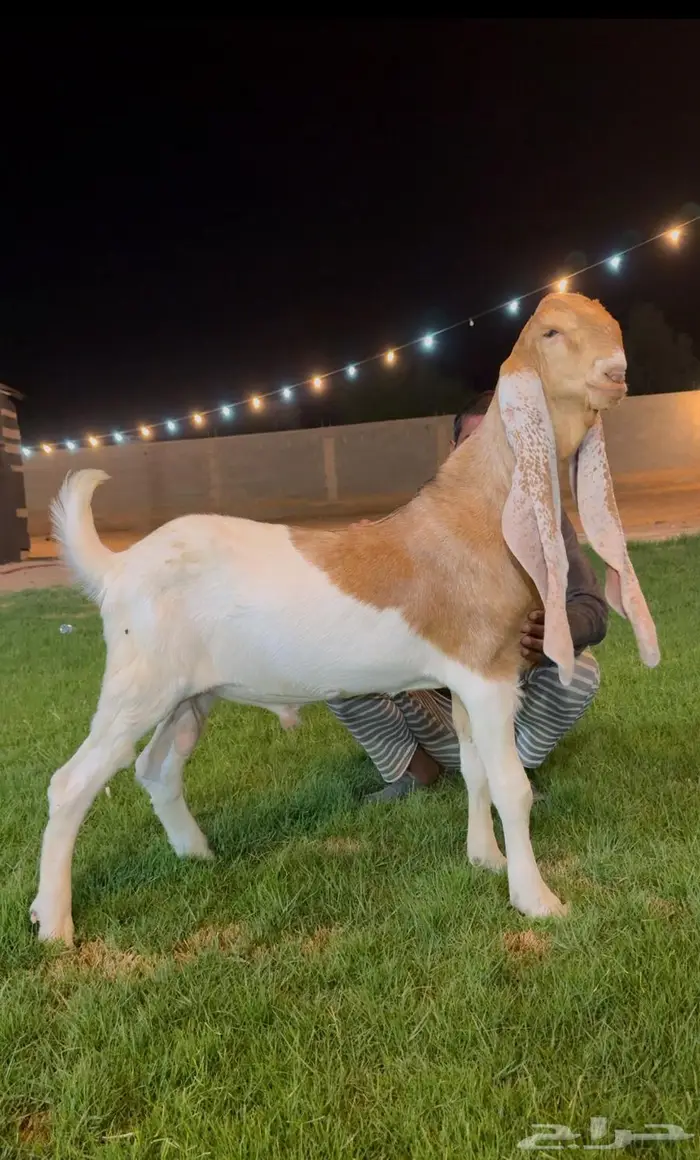 تم البيع جفر هولندي مشروع فحل لاهل الزبن 4