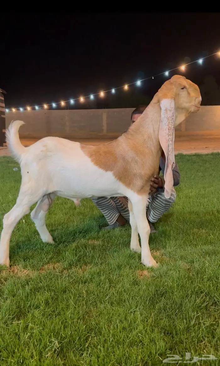 تم البيع جفر هولندي مشروع فحل لاهل الزبن 0