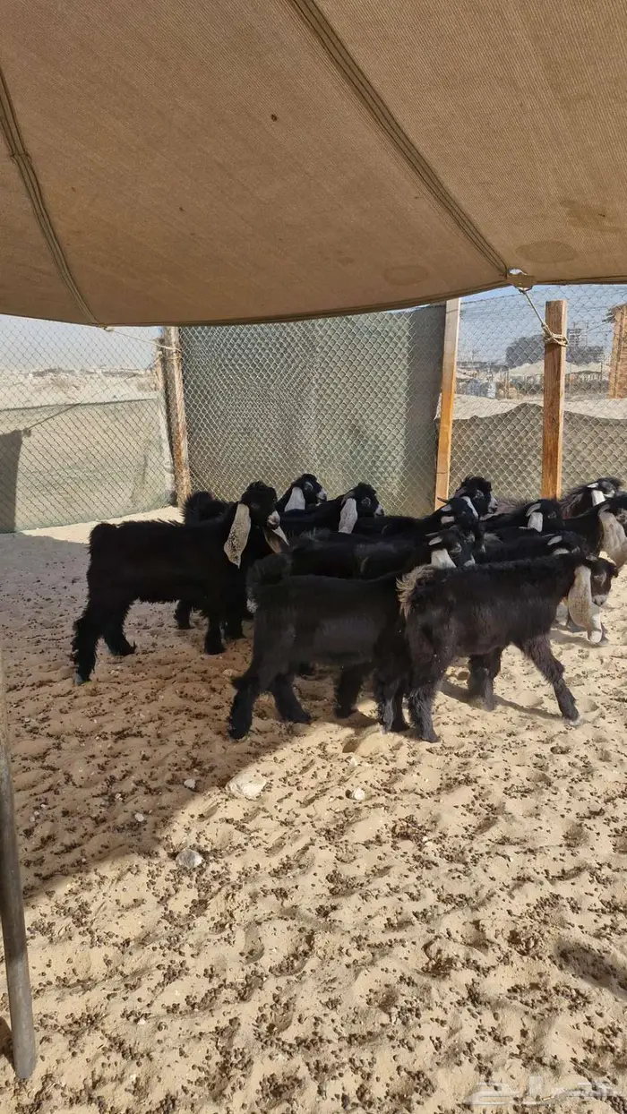 ذبايح حري نعيم تيوس سواكن 6