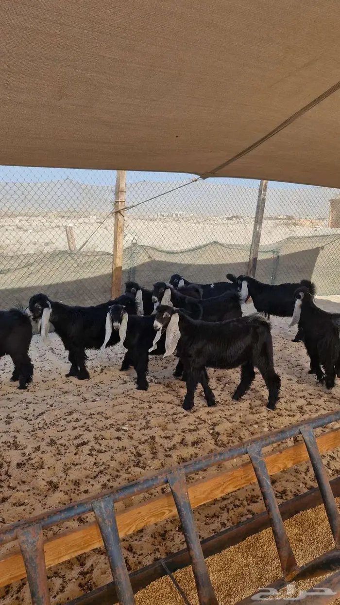 ذبايح حري نعيم تيوس سواكن 5