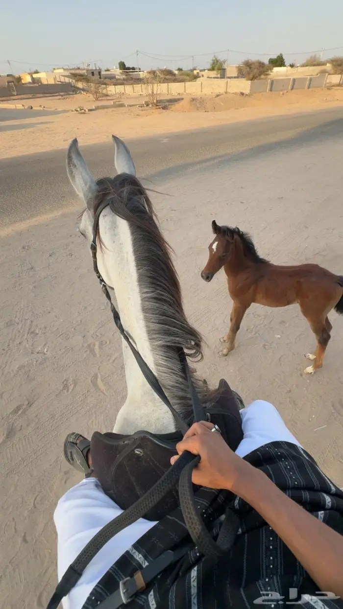 فرس شعبيه 0