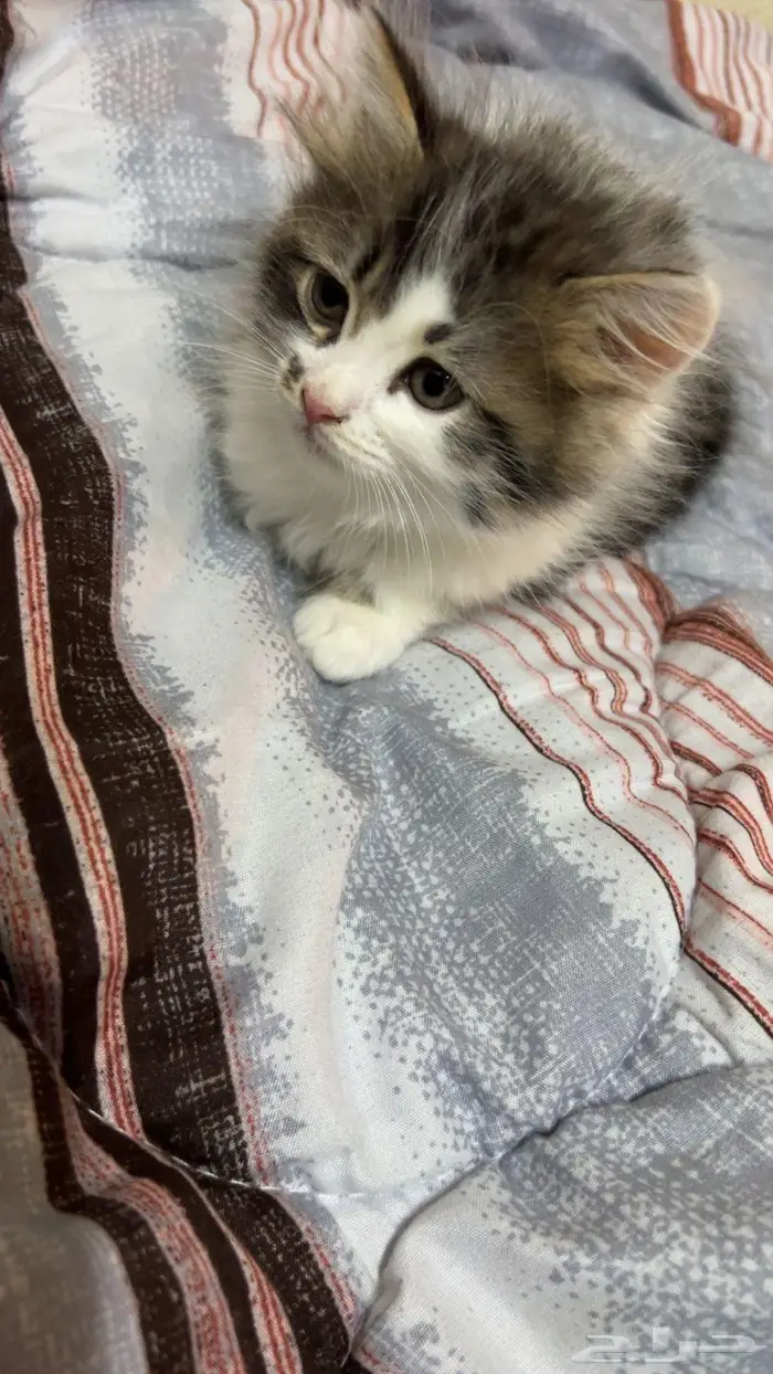قطه صغيره عمرها شهر ونص 0