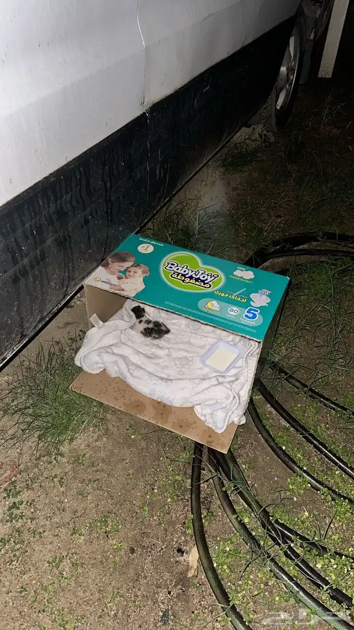 احتاج قطة مرضعه 0