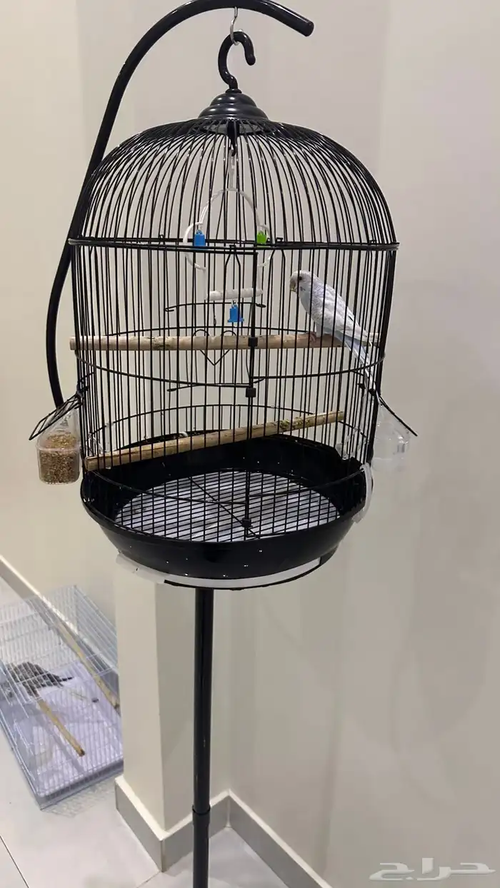 طيور للبيع 4