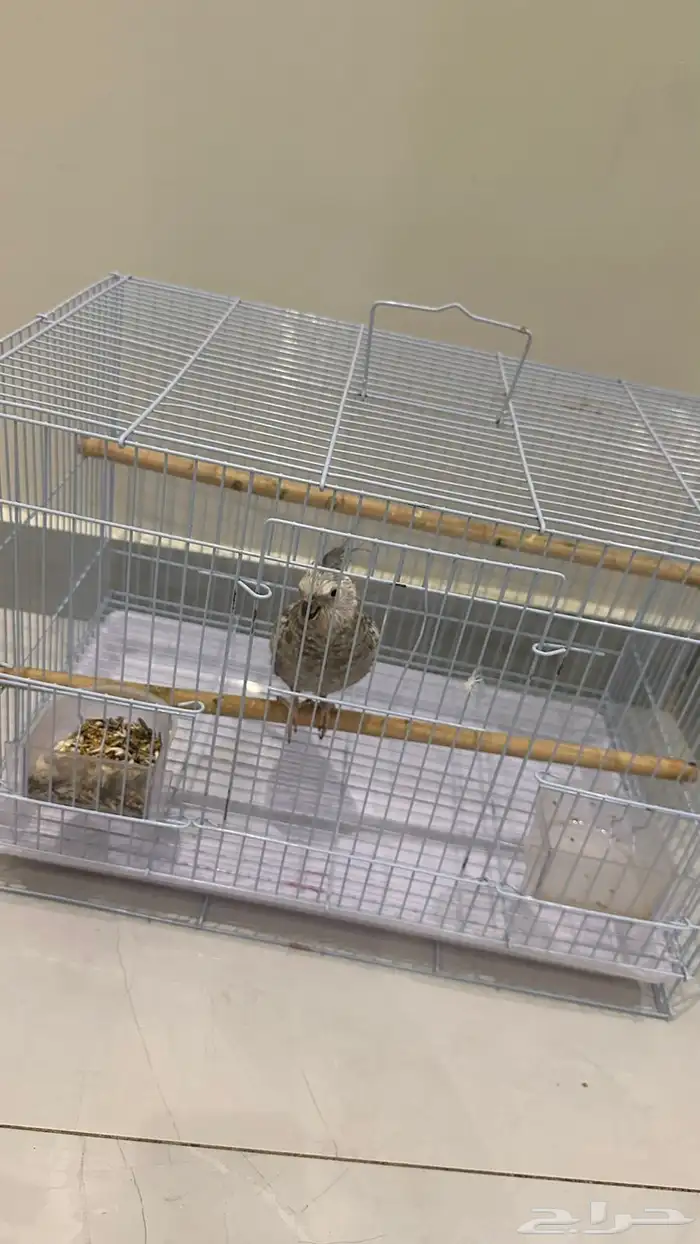 طيور للبيع 7