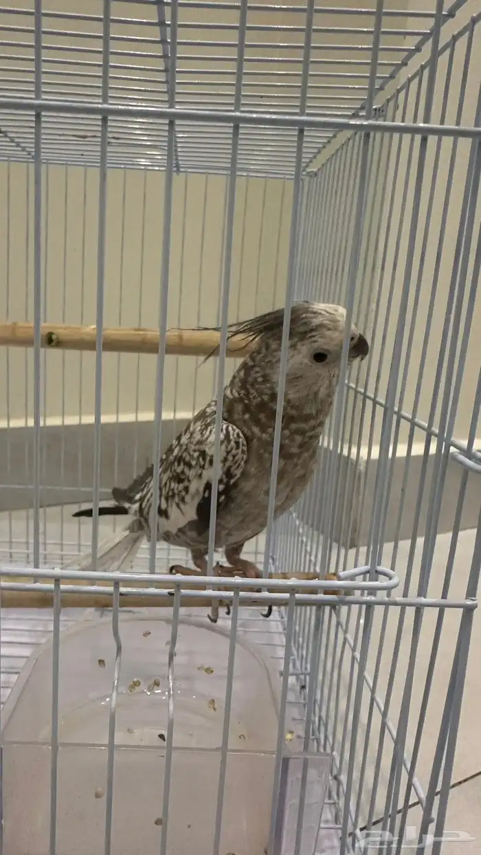 طيور للبيع 3