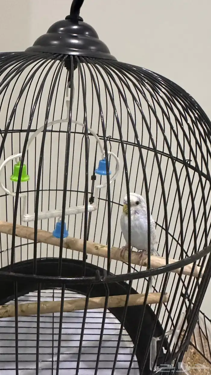 طيور للبيع 9