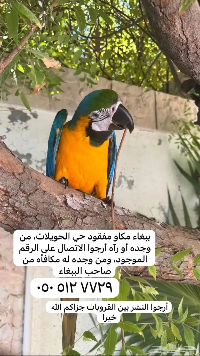 ببغاء مكاو مفقود في الحويلات 0