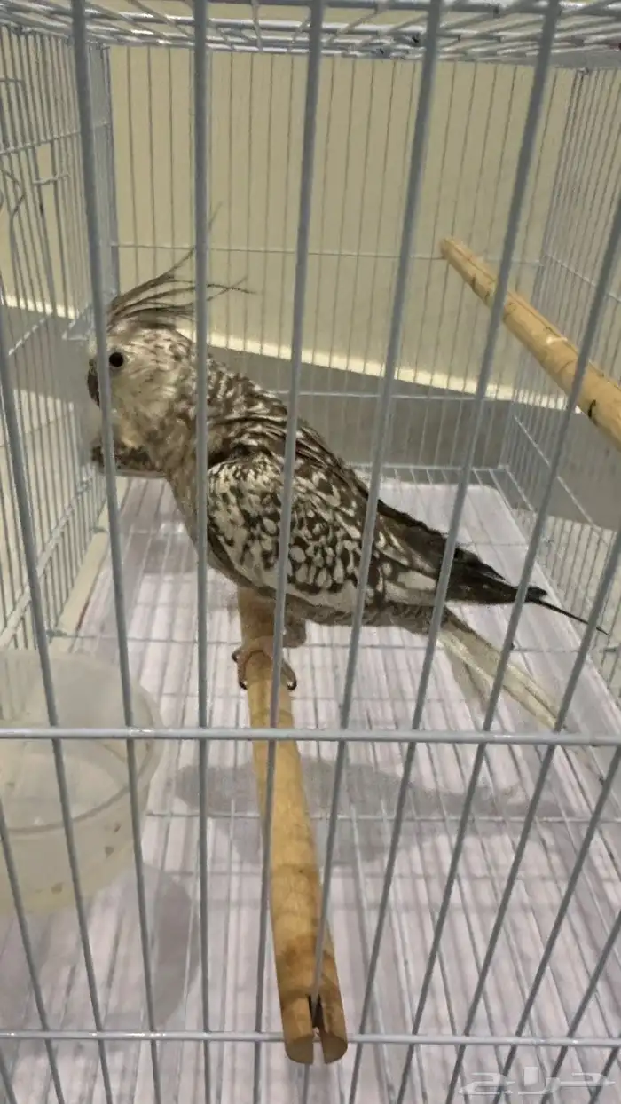 طيور للبيع 0