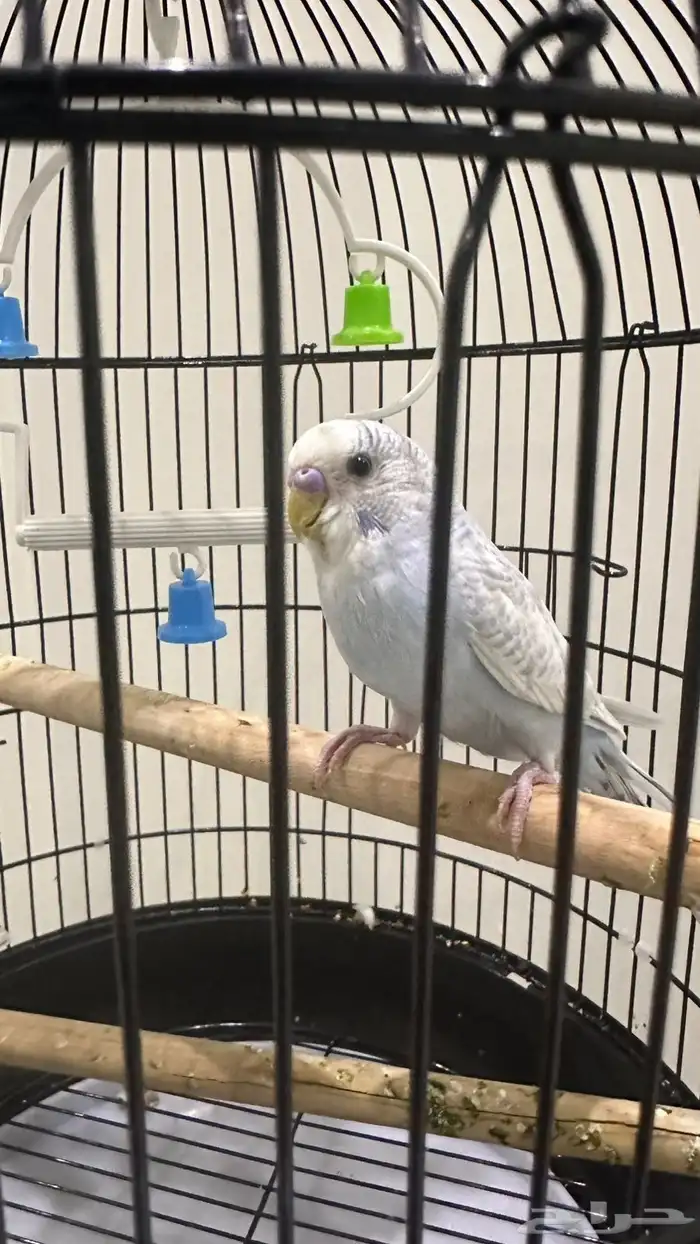 طيور للبيع 5