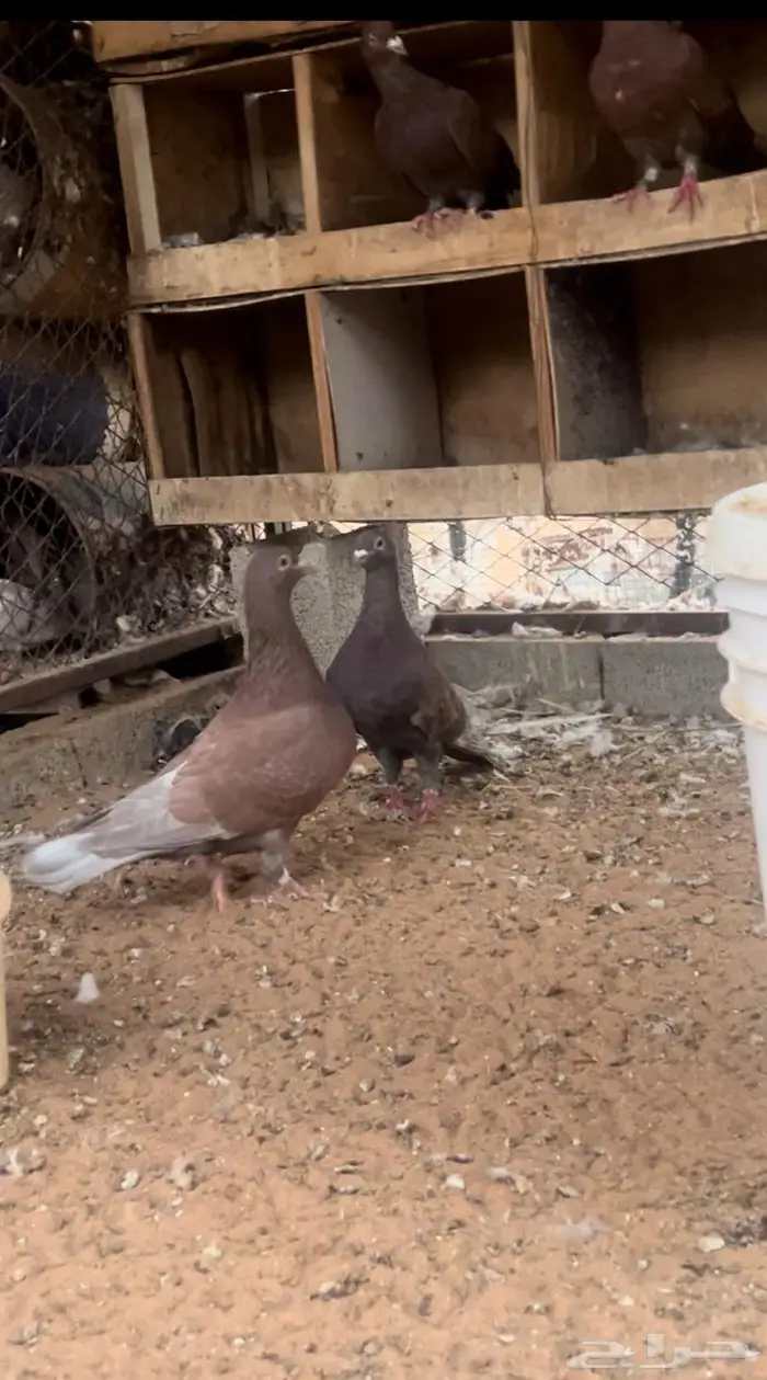 زاجل احمر فاخر مستوى وجروم توب 0