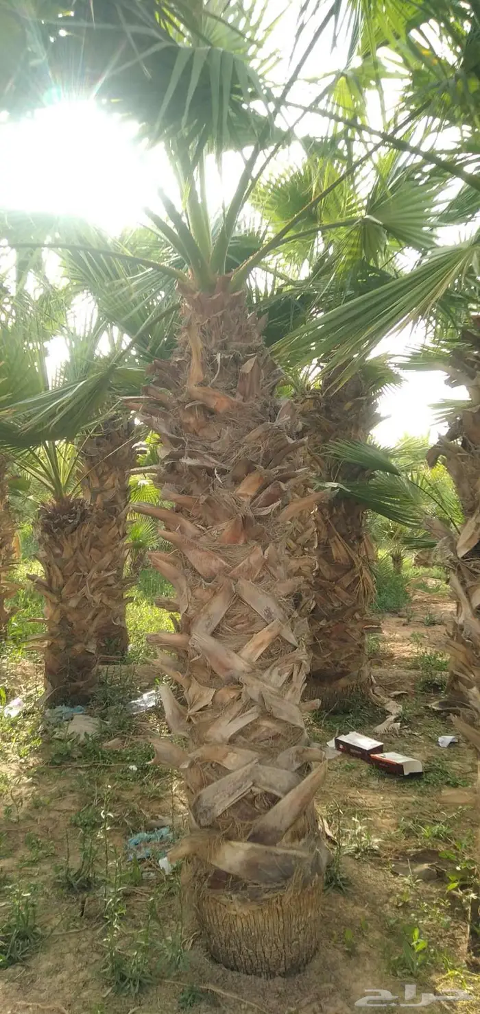 نخل واشنطن زينه 7