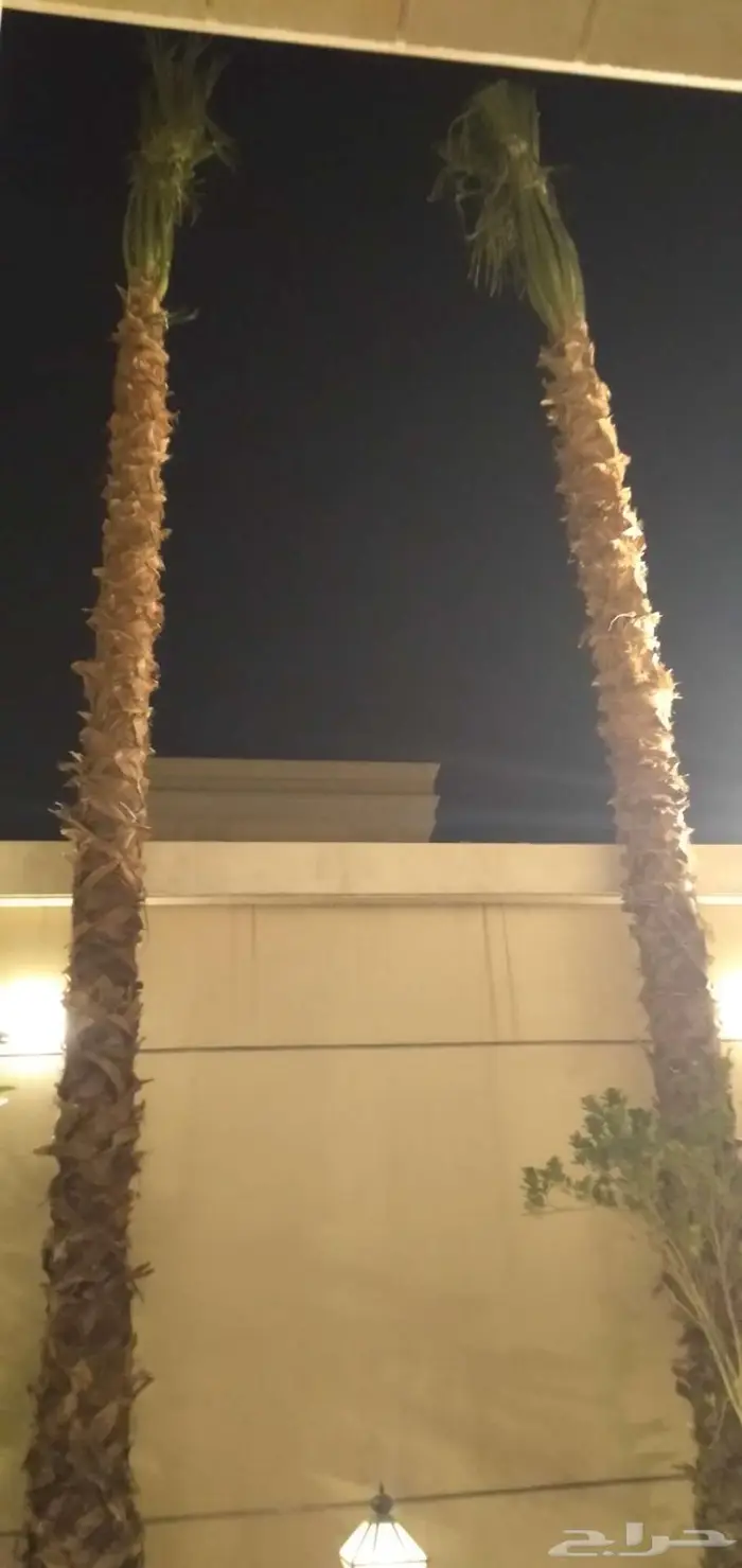 نخل واشنطن زينه 8