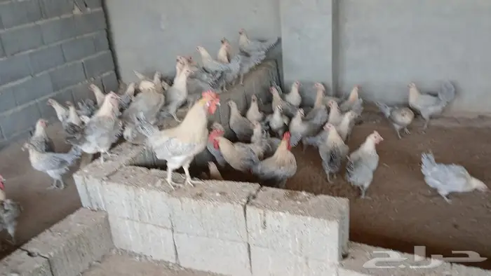 دجاج قولد   براهما بيور 0