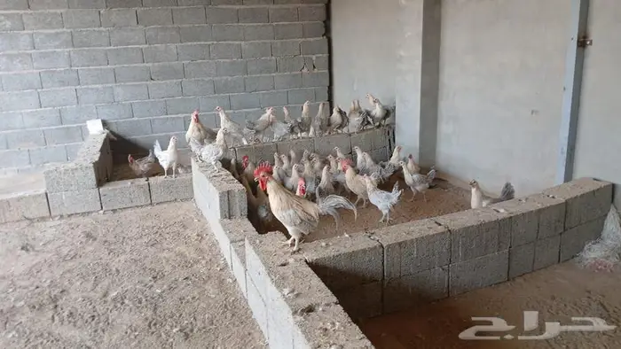 دجاج قولد   براهما بيور 3