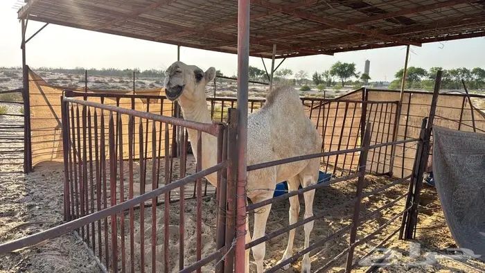 بكره وضحاء طيبة عمره 8 شهور 3