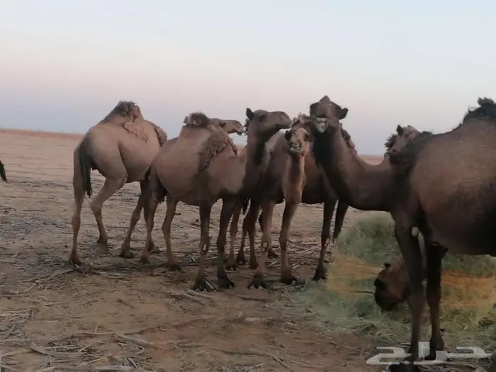 ذود اباعر للبيع الموقع مدينه شقراء. 0