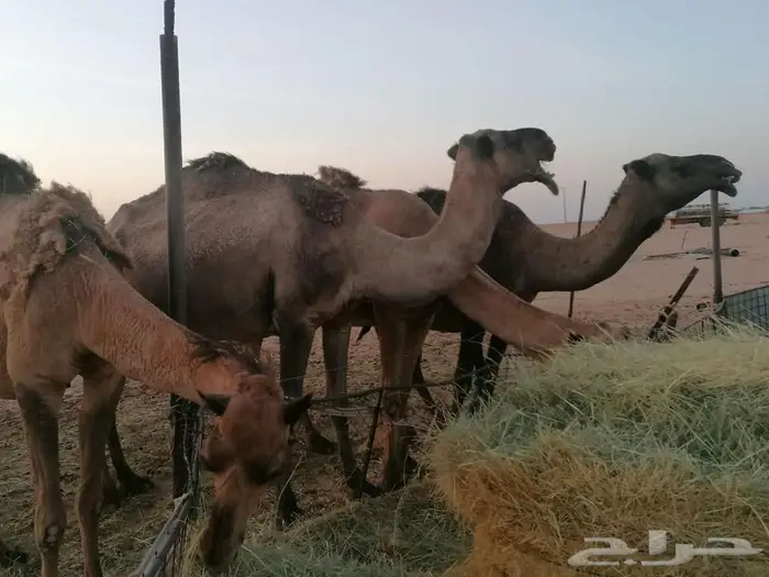 ذود اباعر للبيع الموقع مدينه شقراء. 1