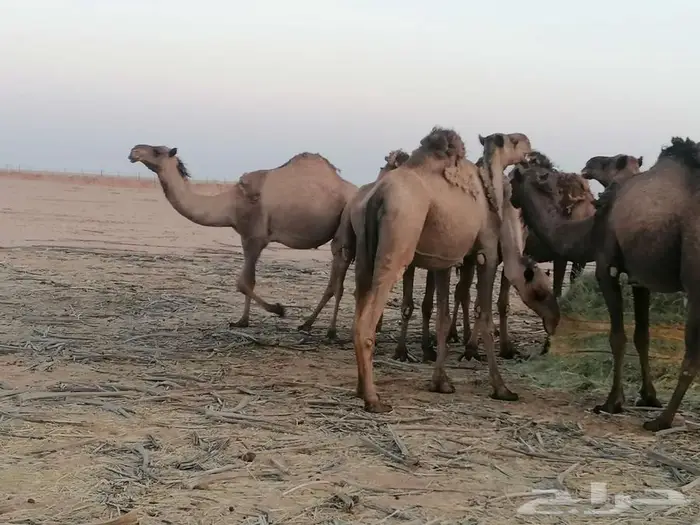 ذود اباعر للبيع الموقع مدينه شقراء. 2