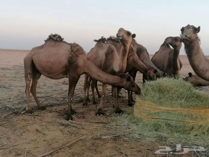 ذود اباعر للبيع الموقع مدينه شقراء. 3