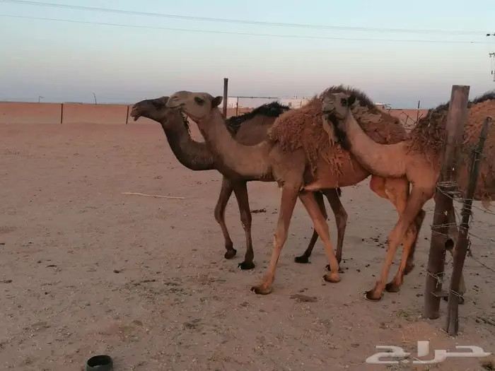 ذود اباعر للبيع الموقع مدينه شقراء. 4