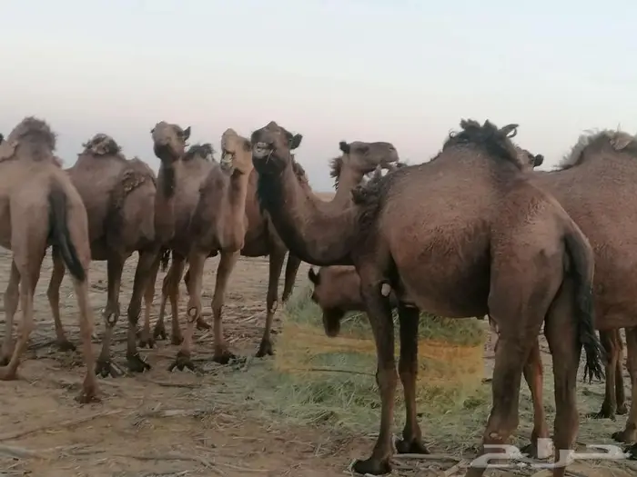 ذود اباعر للبيع الموقع مدينه شقراء. 5