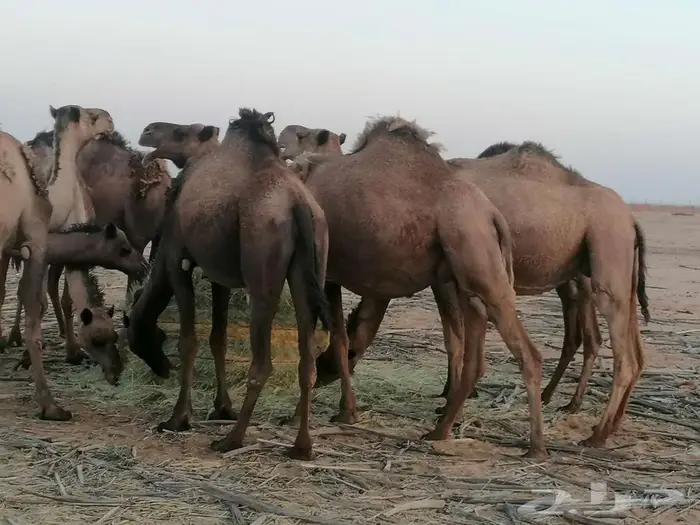 ذود اباعر للبيع الموقع مدينه شقراء. 6